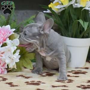 Diesel, French Bulldog Puppy