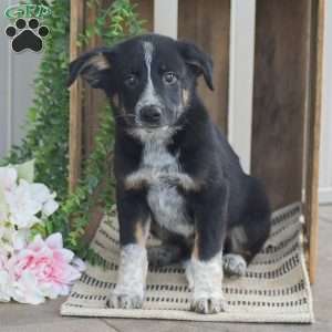 Bentley, Blue Heeler Mix Puppy