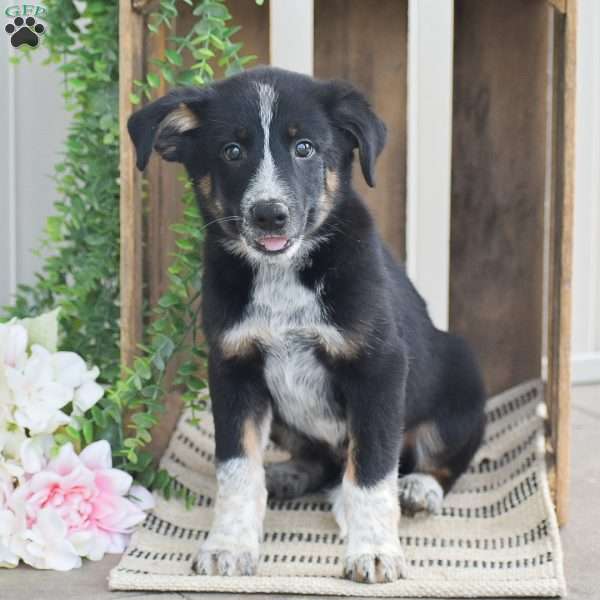 Bentley, Blue Heeler Mix Puppy