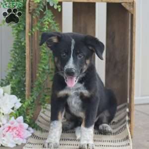 Bentley, Blue Heeler Mix Puppy