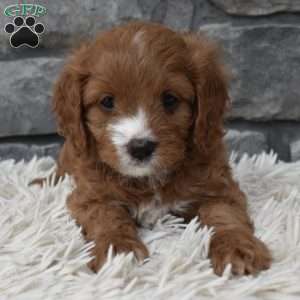 Macy, Cavapoo Puppy