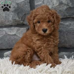 Cuddles, Toy Poodle Puppy