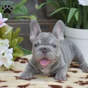 Diesel, French Bulldog Puppy