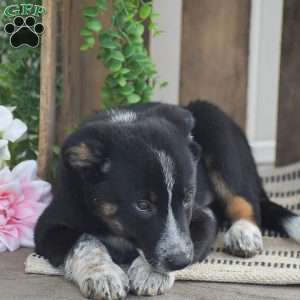 Bentley, Blue Heeler Mix Puppy