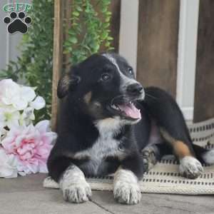 Bentley, Blue Heeler Mix Puppy