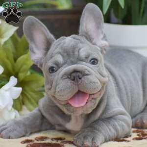 Diesel, French Bulldog Puppy