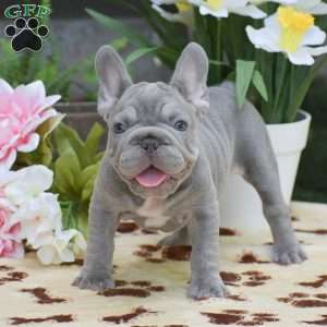 Diesel, French Bulldog Puppy