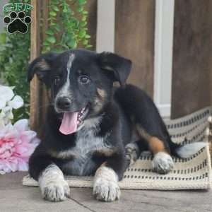 Bentley, Blue Heeler Mix Puppy