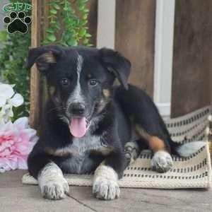 Bentley, Blue Heeler Mix Puppy