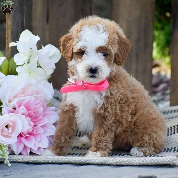 Marlene, Mini Goldendoodle Puppy