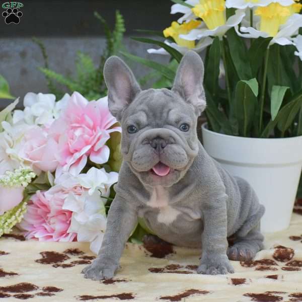 Diesel, French Bulldog Puppy