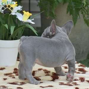 Diesel, French Bulldog Puppy