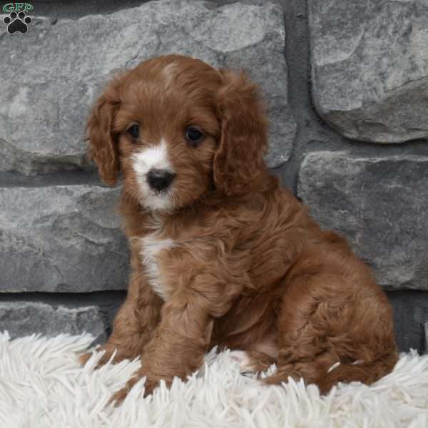 Macy, Cavapoo Puppy