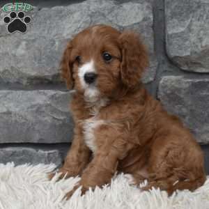Macy, Cavapoo Puppy