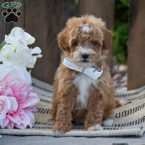 Michelle, Mini Goldendoodle Puppy