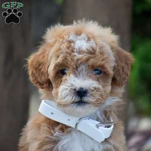Michelle, Mini Goldendoodle Puppy