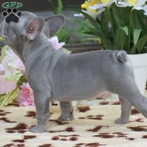 Diesel, French Bulldog Puppy