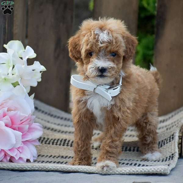 Michelle, Mini Goldendoodle Puppy