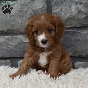 Macy, Cavapoo Puppy