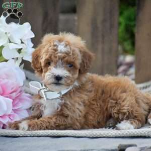 Michelle, Mini Goldendoodle Puppy