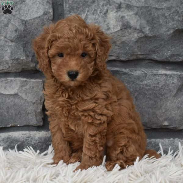 Cuddles, Toy Poodle Puppy