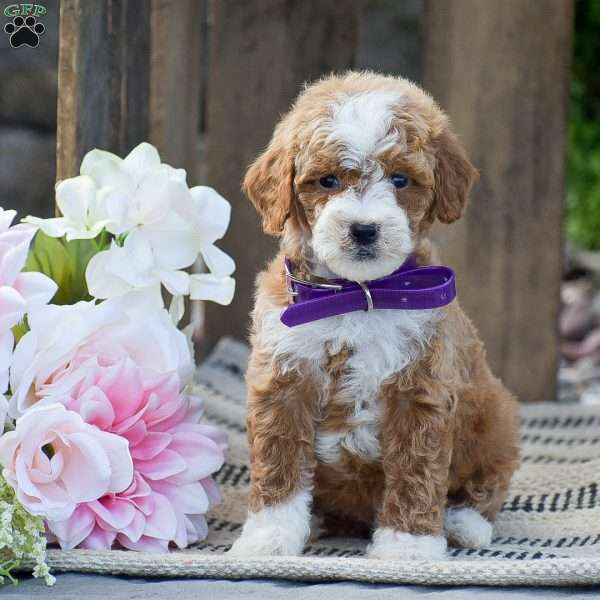 Marty, Mini Goldendoodle Puppy