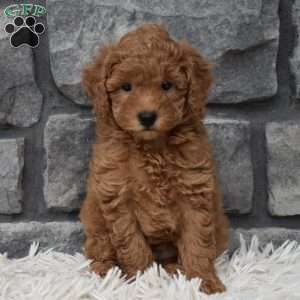 Cuddles, Toy Poodle Puppy