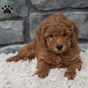 Cuddles, Toy Poodle Puppy