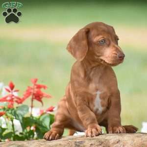 Flip – Mini, Dachshund Puppy
