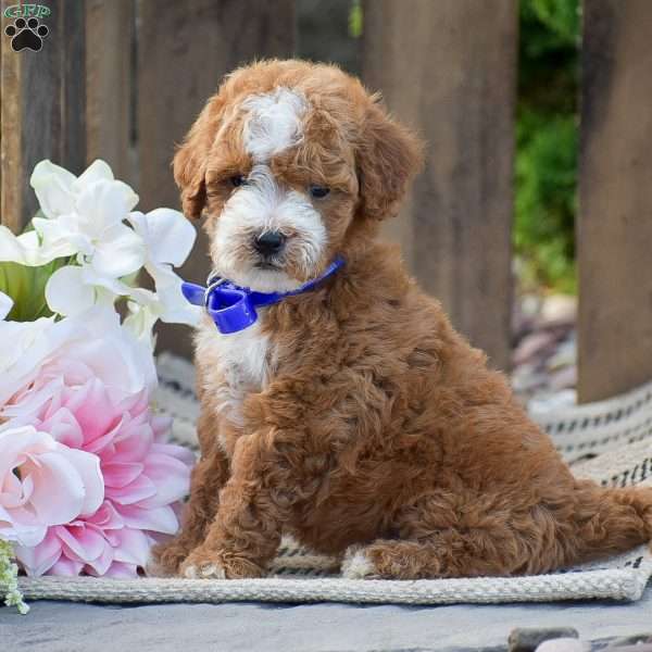 Mose, Mini Goldendoodle Puppy