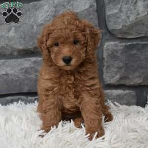 Cuddles, Toy Poodle Puppy