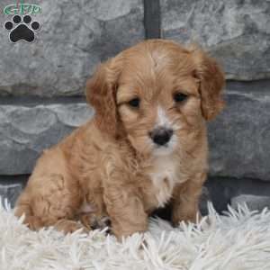 Ranger, Cavapoo Puppy