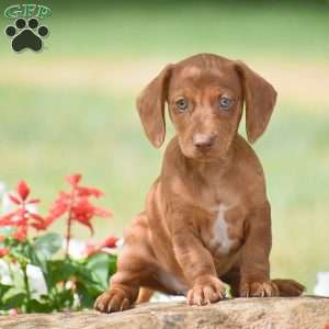 Flip – Mini, Dachshund Puppy
