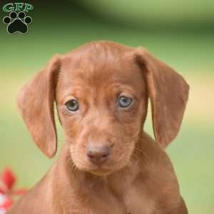 Flip – Mini, Dachshund Puppy