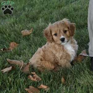 Ranger, Cavapoo Puppy