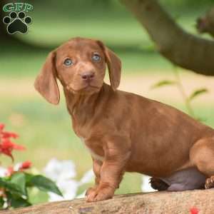 Flip – Mini, Dachshund Puppy