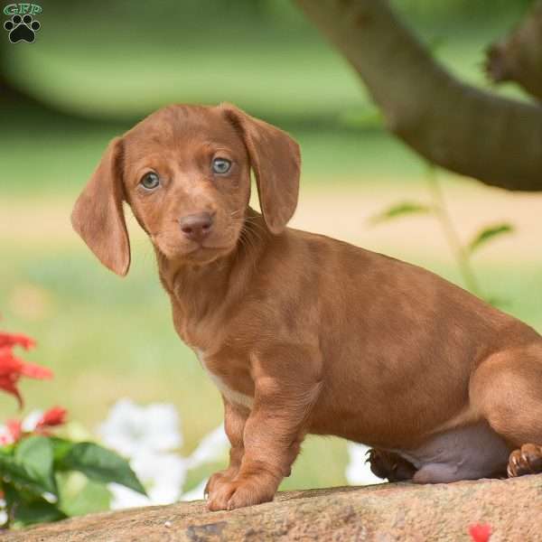 Flip – Mini, Dachshund Puppy