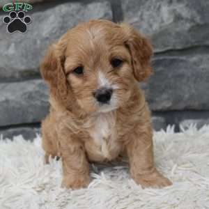 Ranger, Cavapoo Puppy
