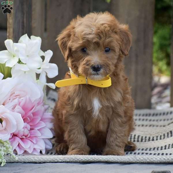 Malachi, Mini Goldendoodle Puppy