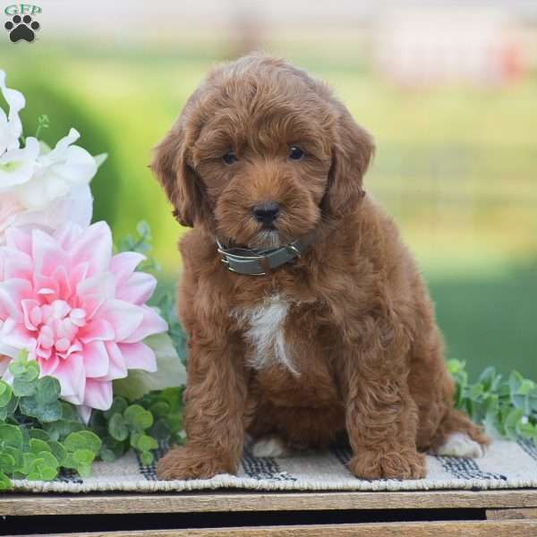 Opal-F1BB, Mini Goldendoodle Puppy
