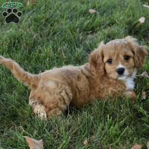 Ranger, Cavapoo Puppy