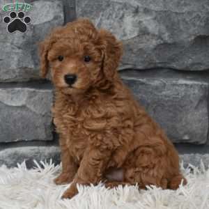 Cuddles, Toy Poodle Puppy