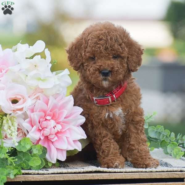 Oaklynn-F1BB, Mini Goldendoodle Puppy