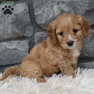 Ranger, Cavapoo Puppy