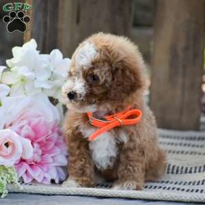 Micah, Mini Goldendoodle Puppy