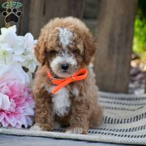 Micah, Mini Goldendoodle Puppy