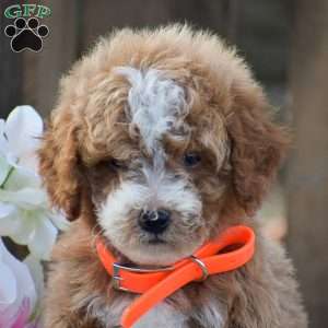 Micah, Mini Goldendoodle Puppy