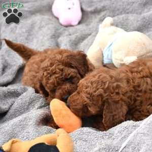 Mandy, Mini Goldendoodle Puppy