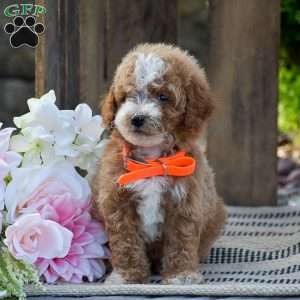 Micah, Mini Goldendoodle Puppy