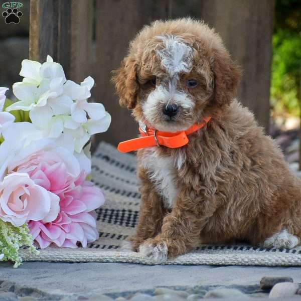 Micah, Mini Goldendoodle Puppy